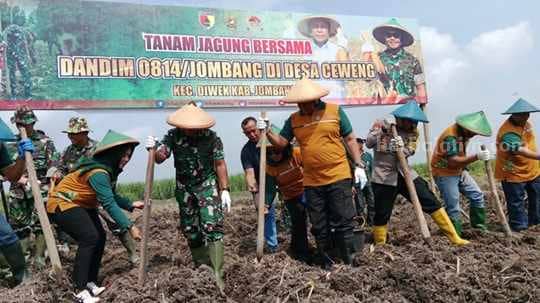 tanam-jagung-jombang