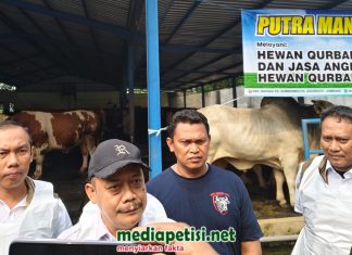 Presiden Prabowo Kurban Sapi, Dinas Peternakan Cek Kesehatan Hewan Kurban