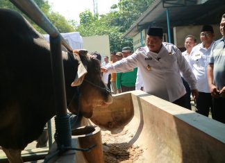 Pastikan Hewan Kurban Sehat, Bupati Warsubi Cek Sapi Presiden dan Lapak Ternak Kambing