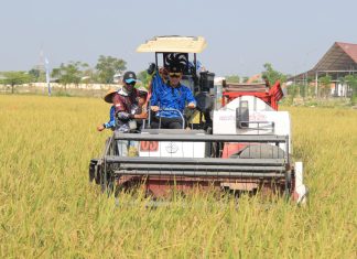 Kakanwil Ditjenpas Jatim : Panen Raya di Lapas Kelas IIB Lamongan, Wujud Sinergi Bersama Warga Binaan