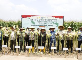 Panen Raya Jagung Serentak Kuartal III di Jombang, Sinergi Wujudkan Ketahanan Pangan