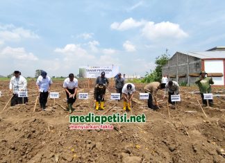 PT SGN Pabrik Gula Tjoekir Tanam Perdana Program Bongkar Ratoon MT 2025/2026