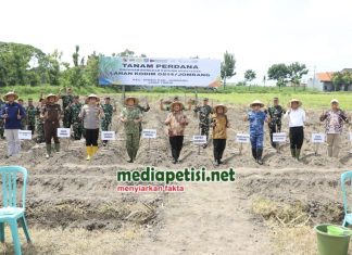 Dukung Swasembada Gula, Jombang Tanam Tebu Perdana Bongkar Ratoon di Lahan Kodim 0814