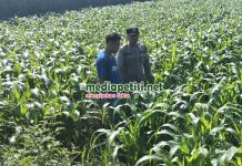 Dukung Program Ketahanan Pangan, Polres Jombang Cek Tanaman Jagung