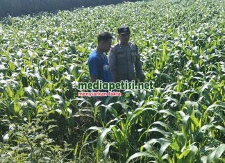 Dukung Program Ketahanan Pangan, Polres Jombang Cek Tanaman Jagung
